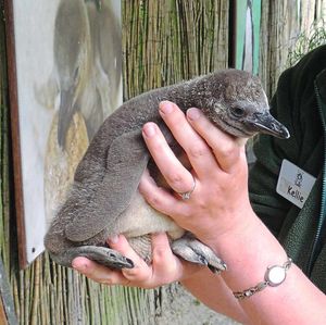 Nine baby Humboldt penguins arrived this season, the first two arriving in May