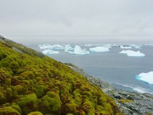 Supporting image for story: Antarctica is getting greener due to climate change, scientists say