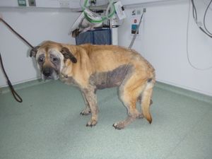 Supporting image for story: Appeal for information after neglected dog found wandering the streets