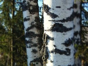 Supporting image for story: Trees on new housing development given council protection