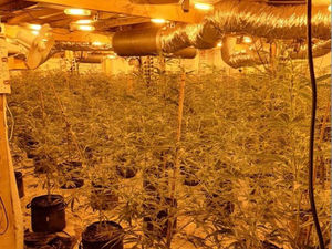 Supporting image for story: Cannabis gardener tried to flee through roof when farm worth £460,000 was raided
