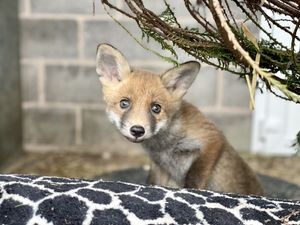 The fox cubs are being care for at Cuan Wildlife Rescue in Much Wenlock