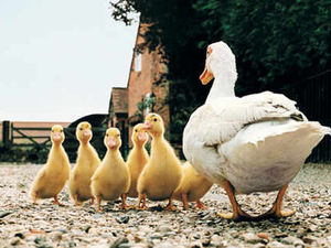 Supporting image for story: Warning over farmyard animals in back gardens