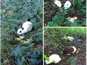 Supporting image for story: Lop-eared bunnies found dumped on road