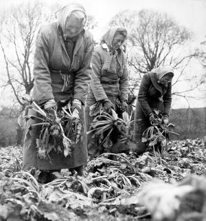 Sugar beet workers at Wroxeter in November 1961. The caption reads: 'A familiar sight at this time of the year are the beet pullers. Well muffled against the wind, wearing boots, and with sacks strung around their waists as a protection against the clinging soil, it's a necessary labour in order to provide us with the choice... 'one lump or two?' The workers (pictured) were seen at Wroxeter.' 