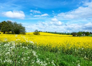 Peter Palmer – Summer’s Colour
