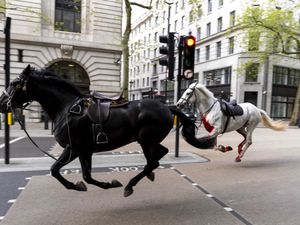 Supporting image for story: Two military horses that bolted through London ‘in full-time vet care’