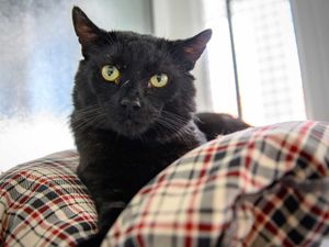 Supporting image for story: Street cat named Boris found in Dudley looking for new home with help of RSPCA