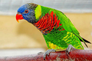 Supporting image for story: New lorikeets at Dudley Zoo