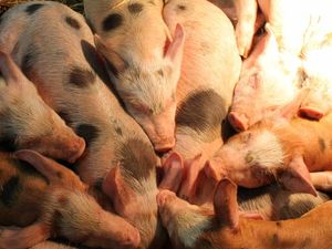 Supporting image for story: Snout wrong with having a nap! It's our latest winning pig-ture from Star Witness