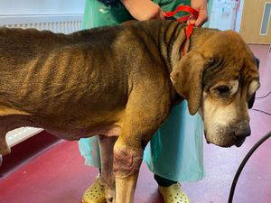 Supporting image for story: Appeal after emaciated dog found dumped in park