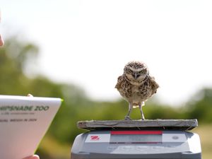 Supporting image for story: In Pictures: All creatures great and small called upon for annual zoo weigh-in