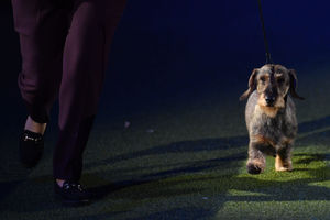Maisie the Wire-haired Dachshund winner of Best in Show 2020 at the Birmingham National with her owner Kim McCalmont and presenter Peter Purvis (left) at the Exhibition Centre (NEC) during the Crufts Dog Show