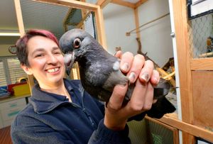 Claire Evans with a pigeon that had come from a vets in Oakengates