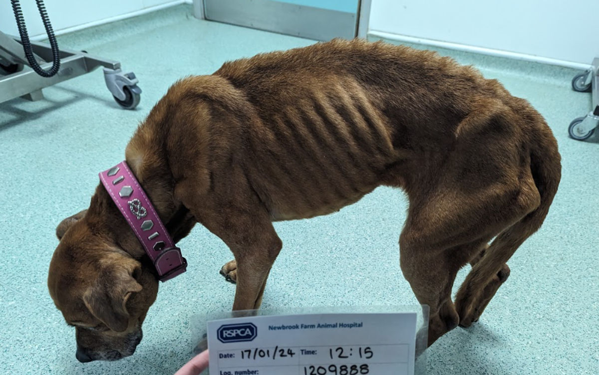 10-year-ban for ‘trusted’ kennel owner from Great Barr who let dogs suffer
