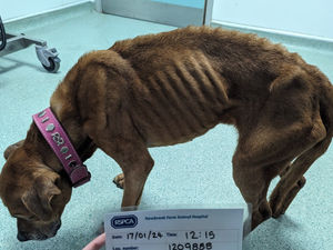 Brindy, a Staffordshire bull terrier-type dog, was found in an emaciated state and had been vomiting