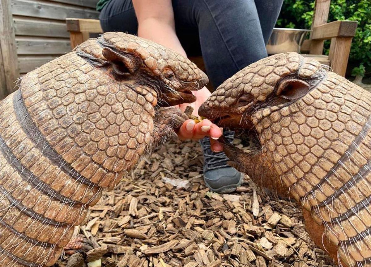 Happy 19th birthday for Telford Exotic Zoos armadillos Dillon and Dorris
