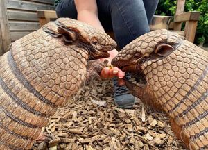 Telford Exotic Zoo residents Dillon and Dorris have been celebrating their 19th birthdays.