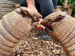 Supporting image for story: Happy 19th birthday for Telford Exotic Zoo's armadillos Dillon and Dorris
