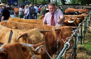 Highland cattle are readied for judging