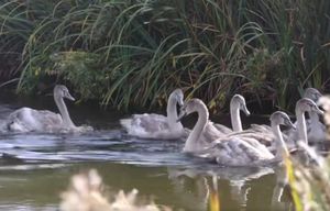 After several months of care, the cygnets have been released into a private, monitored pool. Pic: Cuan Wildlife Rescue