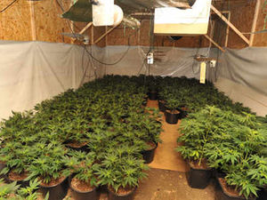 Supporting image for story: Four drug factories are found in West Midlands every day