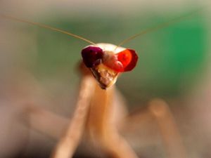 Supporting image for story: Scientists have discovered praying mantises have unique vision by putting tiny 3D glasses on them