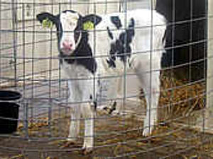 Supporting image for story: County at centre of clone row