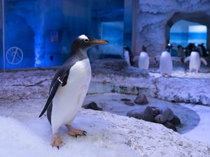 Supporting image for story: Aquarium owners pledge to listen to ‘constructive ideas’ about captive penguins