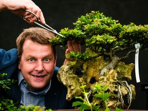 Supporting image for story: Shrewsbury Flower Show: Pictures and report as Quarry is filled with flora