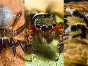 Supporting image for story: Over 50 new species of spider have been discovered in Australia and excuse us while we freak out