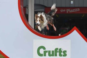 Supporting image for story: WATCH LIVE: 21,500 dogs from 45 countries descend on West Midlands for Crufts
