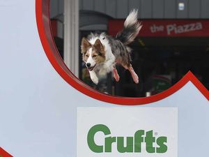 Supporting image for story: WATCH LIVE: 21,500 dogs from 45 countries descend on West Midlands for Crufts