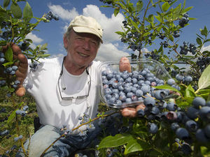 Supporting image for story: Bumper blueberry haul for Whitchurch fruit farm
