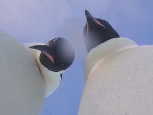 Supporting image for story: These emperor penguins accidentally took a video selfie and it’s the coolest thing you’ll see today