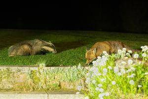 The image of the badger and the fox captured by Steve Dawes in his garden