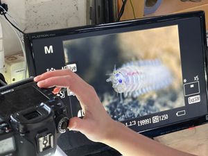 Supporting image for story: Seafloor animals down by 37% in deep-sea mining zone, landmark study finds