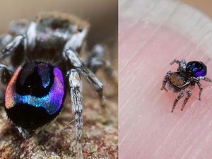 Supporting image for story: How tiny rainbow peacock spiders could help inspire next-generation colour technology