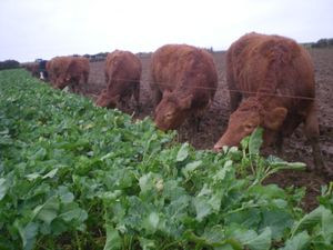 Supporting image for story: Home grown protein key to making beef businesses sustainable