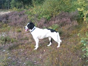 Jake was a sprollie rescue dog