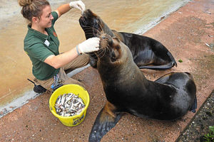 Supporting image for story: Video and gallery: Sea lions join Dudley Zoo family