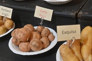 Some of the rare potatoes on display.