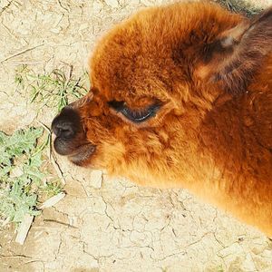 The Paca Picnics idea was sparked following easing in lockdown restrictions