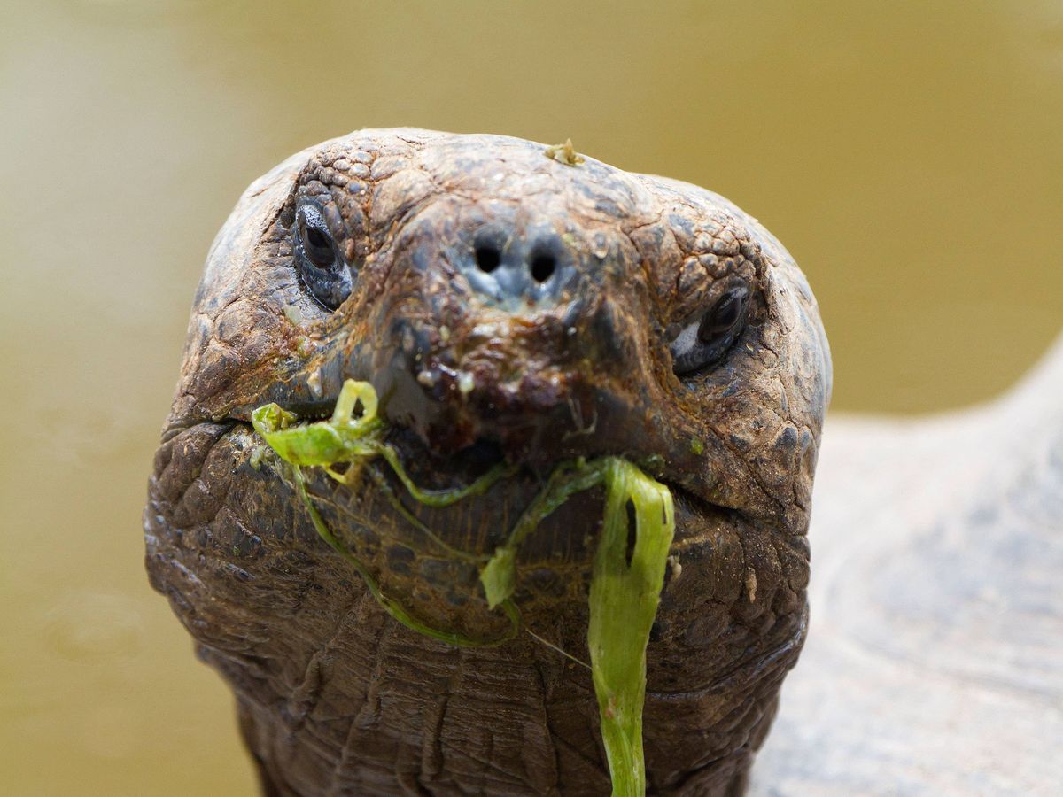 Galapagos tortoises become first-time parents aged nearly 100