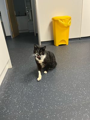 'Pierre' at his temporary home in Telford