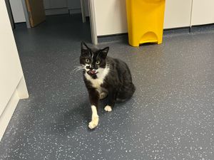 'Pierre' at his temporary home in Telford