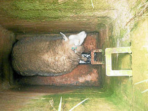 Supporting image for story: Sheep rescued after manhole fall