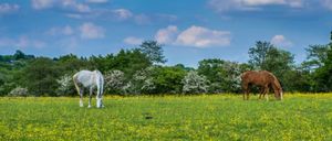 Ket Sang Tai - stock.adobe.com