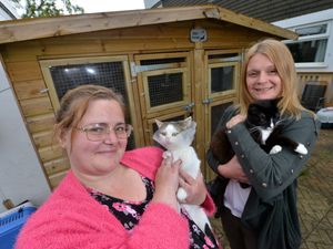 Supporting image for story: Friends set up cat rescue centre in Telford in memory of kitten hit by pellet