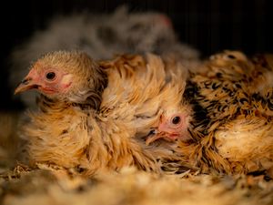 Supporting image for story: Bird flu restrictions to cover England and Scotland as number of cases rise